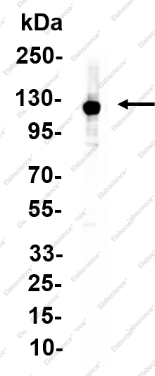 Recombinant AXIN1 Monoclonal Antibody - 1