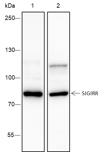 Recombinant SIGIRR Monoclonal Antibody-searchlist-1