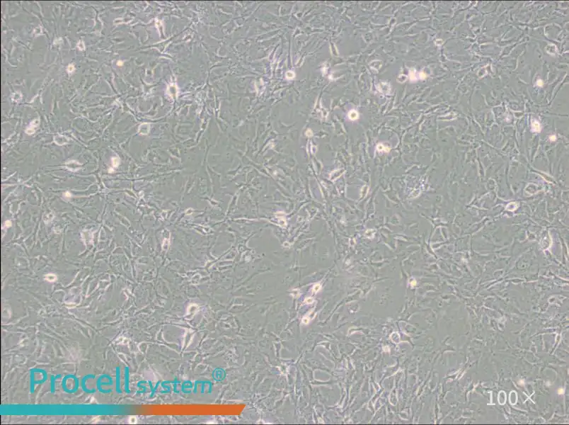MET-5A Cell Complete Medium - 3