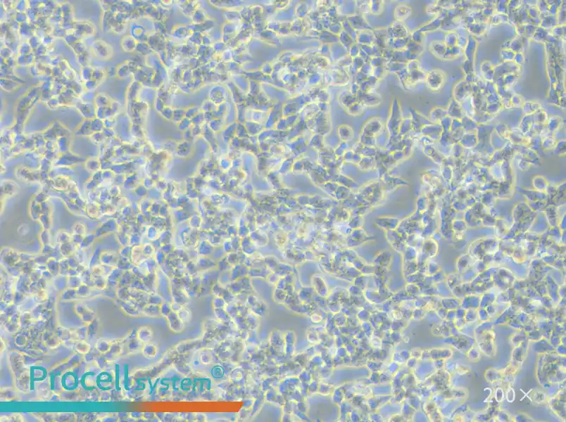 RL95-2 Cell Complete Medium - 6