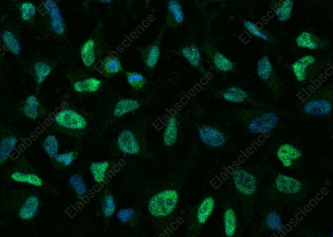 p38 alpha/MAPK14 Monoclonal Antibody - 5