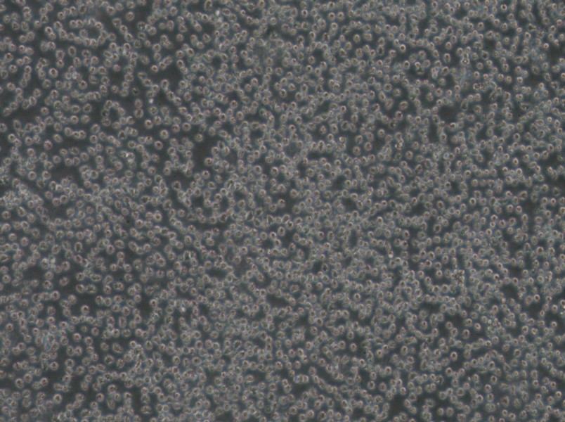 Mino Cell Complete Medium - 2