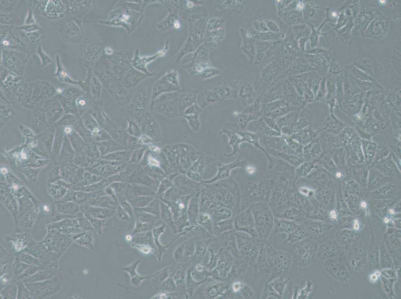 OAW42 Cell Complete MediumOAW42 Cell Complete Medium - 2