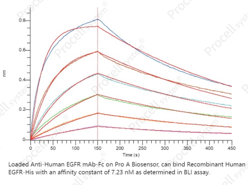 EGFR/ErbB1/HER1 (C-6His), Human, RecombinantEGFR/ErbB1/HER1 (C-6His), Human, Recombinant - 2