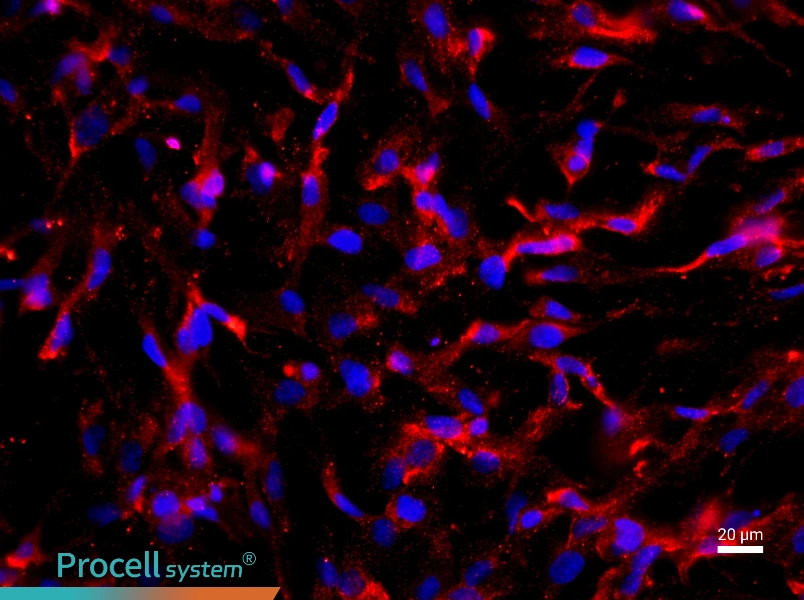 Rat Sertoli Cell Complete Medium - 2