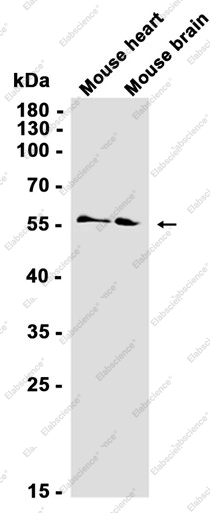 Recombinant Activin Receptor Type IA Monoclonal Antibody - 2