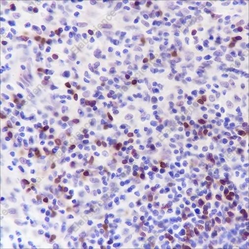 Recombinant BOB-1 Monoclonal Antibody - 2