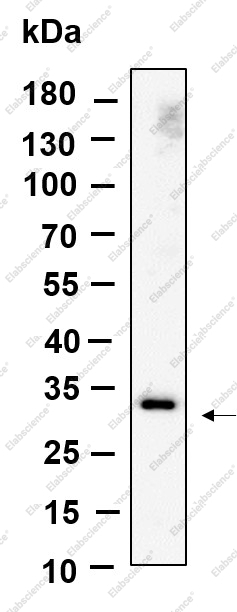 Recombinant Nogo B receptor Monoclonal Antibody - 1