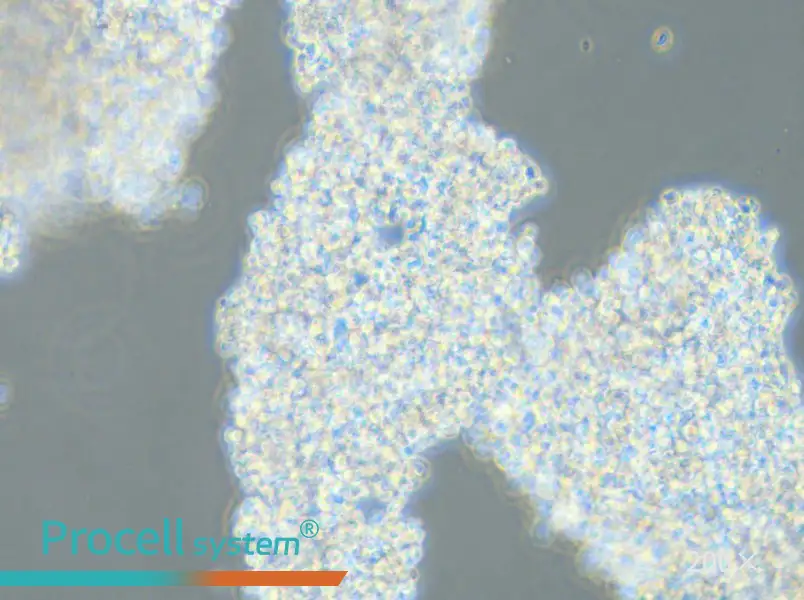 DMS 153 Cell Complete Medium - 4