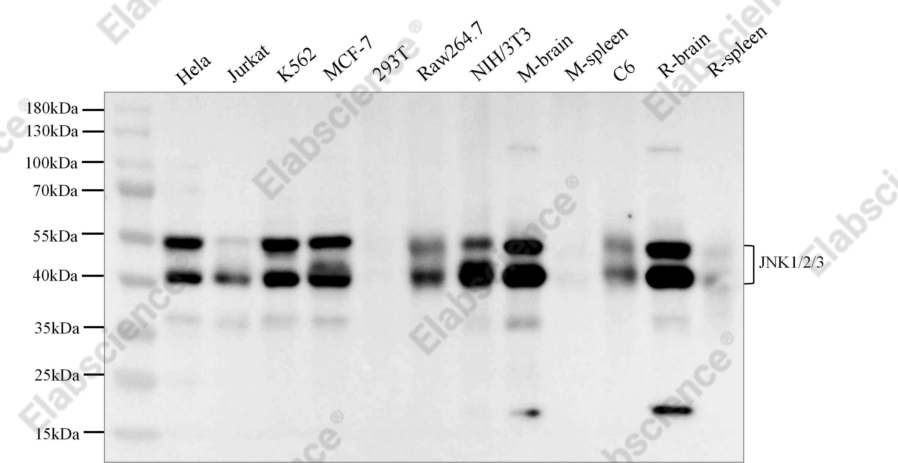 Recombinant JNK1/2/3 Monoclonal Antibody - 1