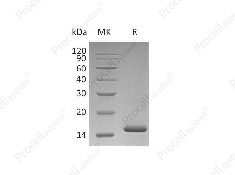 VEGF-A/VEGF121, Human, Recombinant