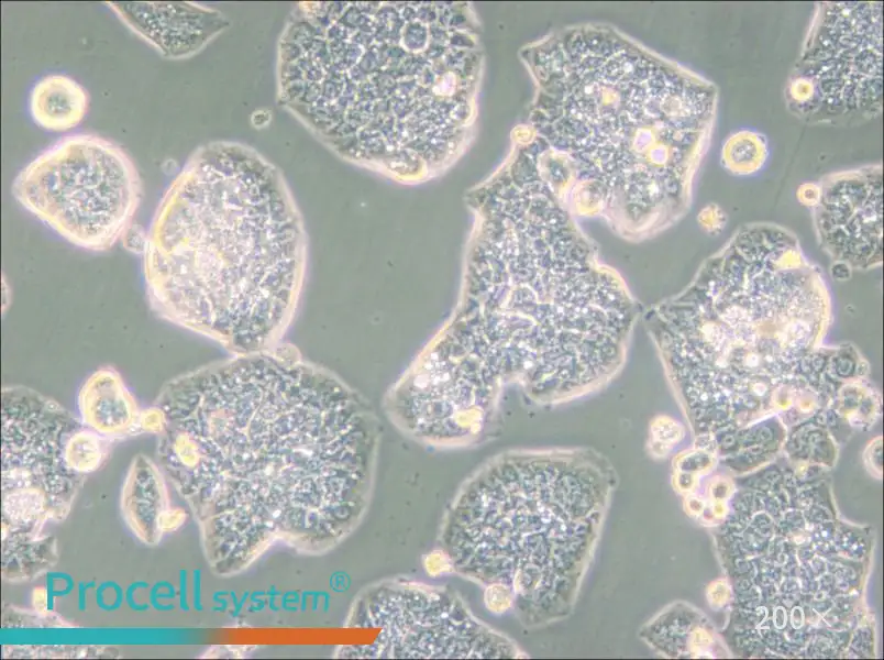 NCI-H1944 Cell Complete Medium - small - 6