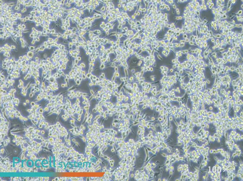 LA795 Cell Complete Medium - 3