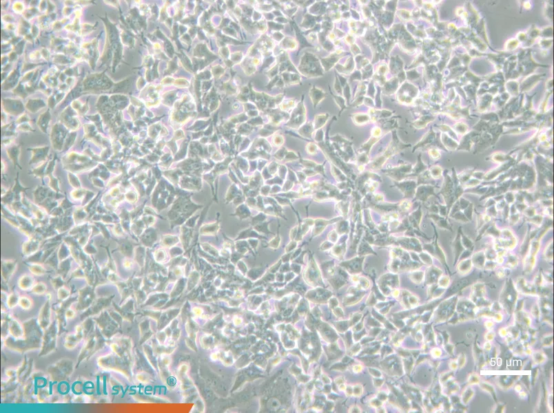 PC-12 (Low differentiation) Cell Complete Medium - small - 4