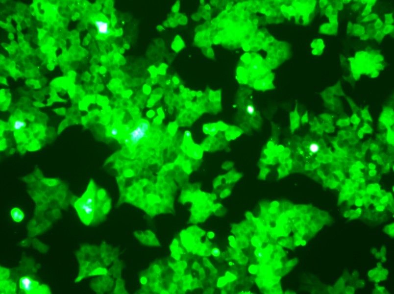 HCT 116-GFP Cell Complete Medium-searchlist-1