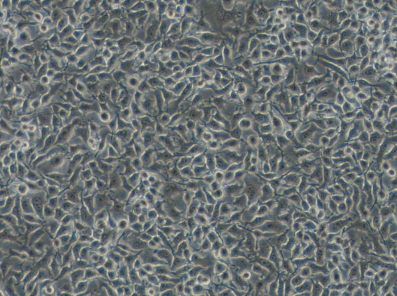 B16-F1 Cell Complete Medium - small - 5