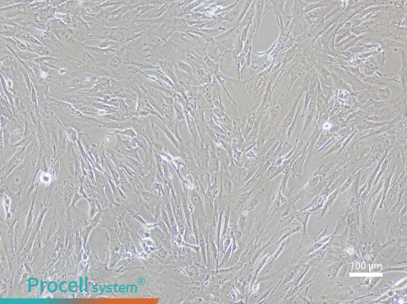 Mouse Small Intestine Interstitial Cells of Cajal Complete Medium - 2