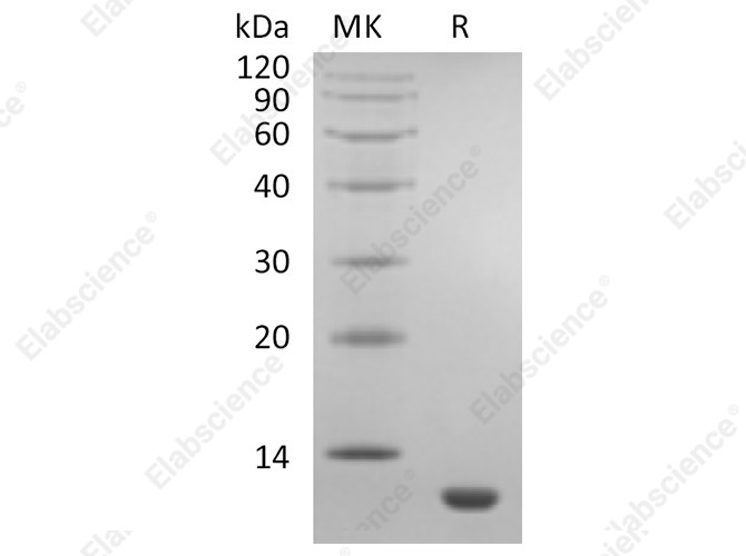 Recombinant Human CCL11/Eotaxin Protein - 1
