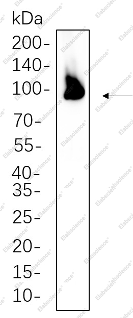 Recombinant PSD95 Monoclonal Antibody - 1
