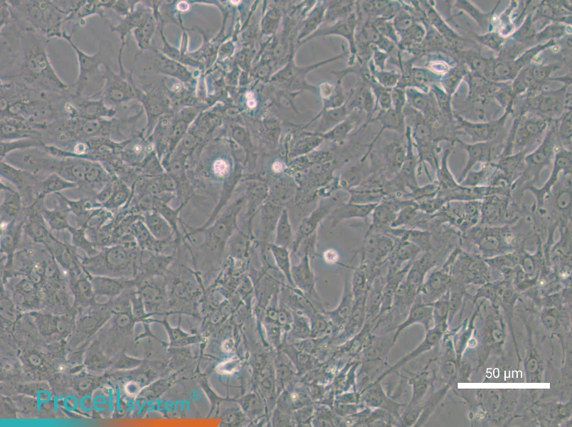 Tb 1 Lu Cell Complete Medium - 4