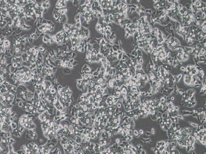 OE19 Cell Complete MediumOE19 Cell Complete Medium - 3
