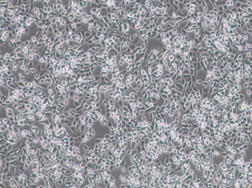 4T1 Cell Complete Medium - 3