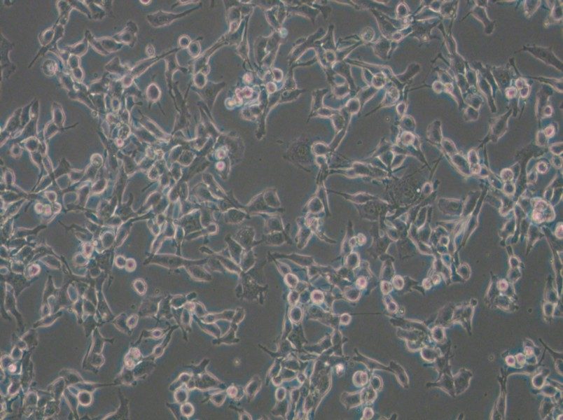 MFC Cell Complete Medium - 6