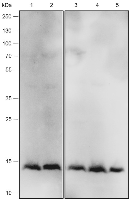Recombinant IL-4 Monoclonal Antibody-searchlist-1