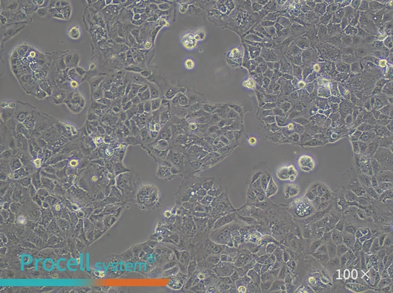 Caco-2 Cell Complete Medium - 2