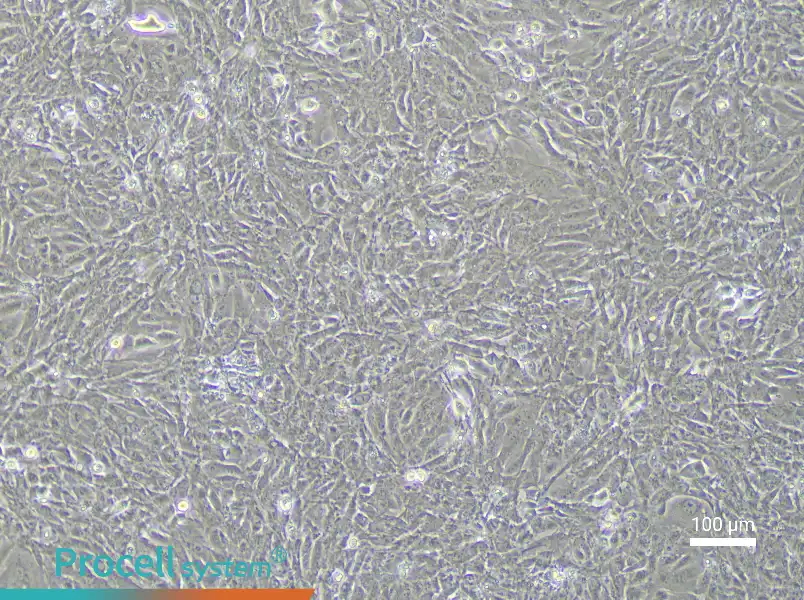 Rabbit Urethral Epithelial Cell Complete MediumRabbit Urethral Epithelial Cell Complete Medium - 3