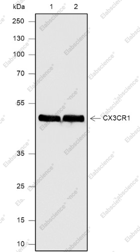 Recombinant CX3CR1 Monoclonal Antibody - 1