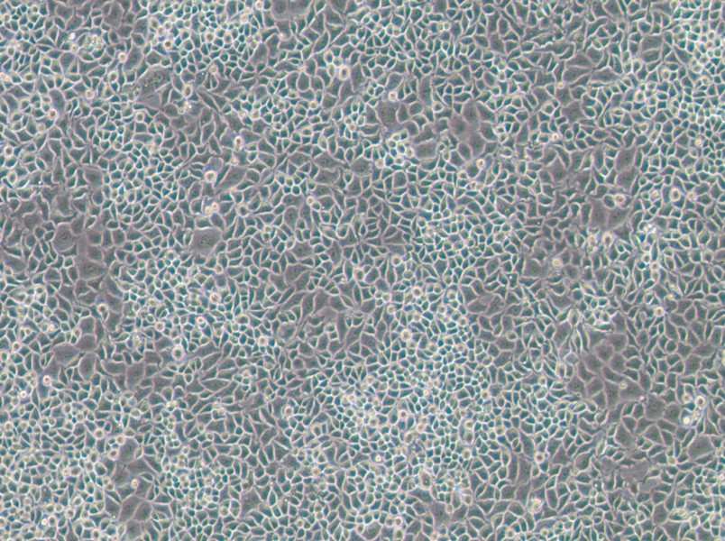 RKO-E6 Cell Complete Medium - 3