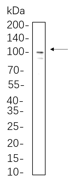 Recombinant Sodium Potassium ATPase Monoclonal Antibody-searchlist-1