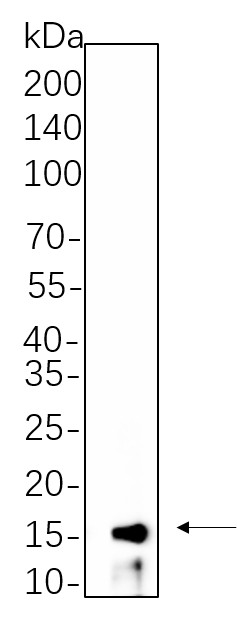 Recombinant Phospho-Histone H3 (Thr3) Monoclonal Antibody-searchlist-1