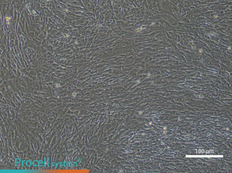 Mouse Tendon Stem/Progenitor Cell Complete Medium - 2