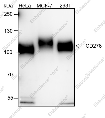 Recombinant B7-H3/CD276 Monoclonal Antibody - 1