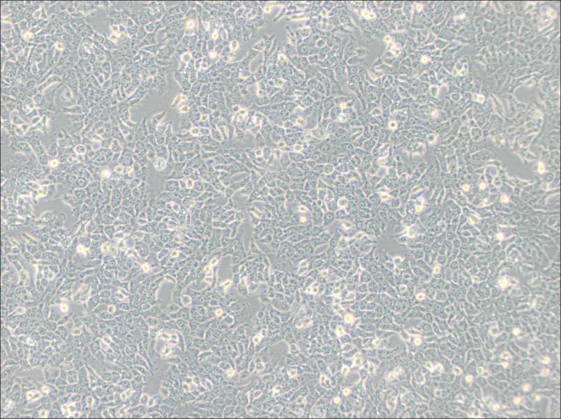SN12C Cell Complete MediumSN12C Cell Complete Medium - 3