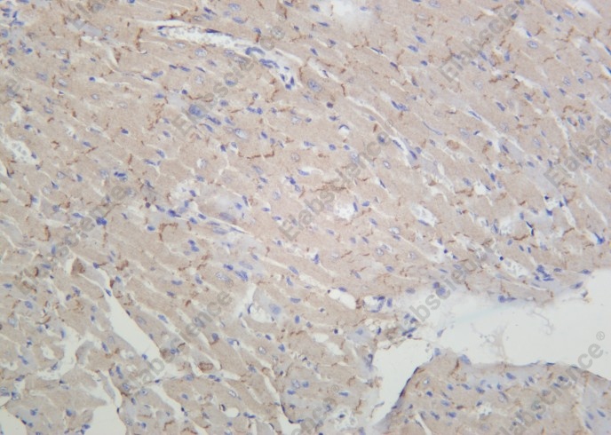 Recombinant pan Cadherin Monoclonal Antibody - 1