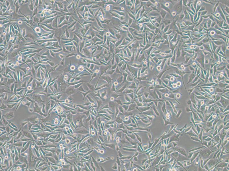 PC-3-RFP Cell Complete Medium - small - 6