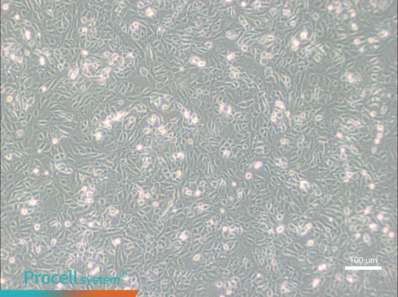 SV40 MES 13 Cell Complete Medium - 1