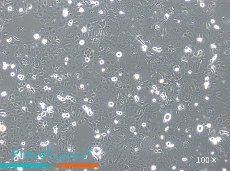 SVCT Cell Complete Medium - 1