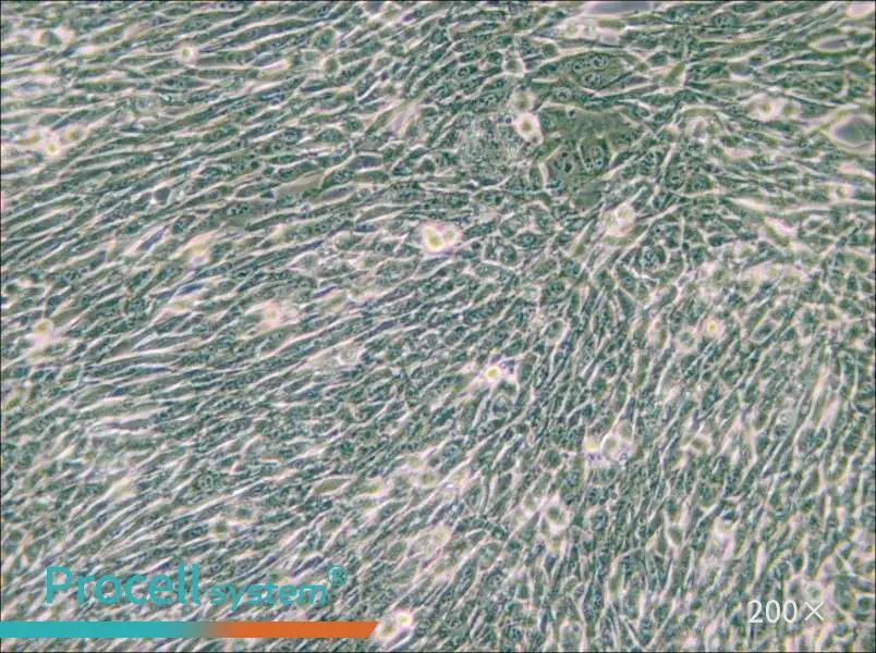 3T6-Swiss albino Cell Complete Medium - 5