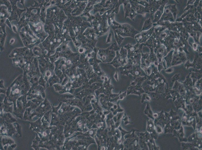 LS180 Cell Complete Medium - 4