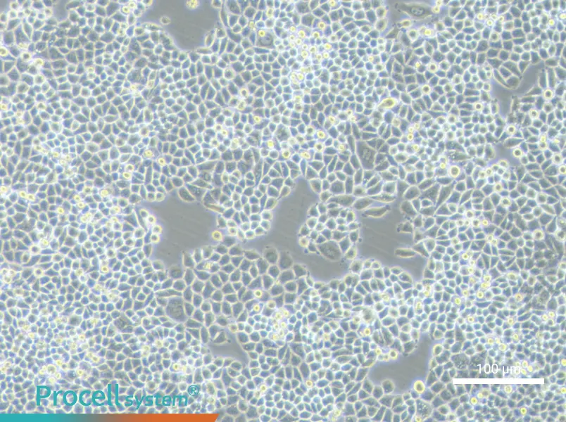 PC-9-DDPPC-9-DDP - 2