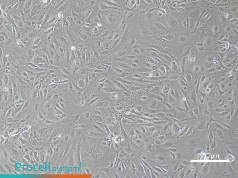 Human Aortic Endothelial (Primary cell immortalization) Cell Complete MediumHuman Aortic Endothelial (Primary cell immortalization) Cell Complete Medium - 2
