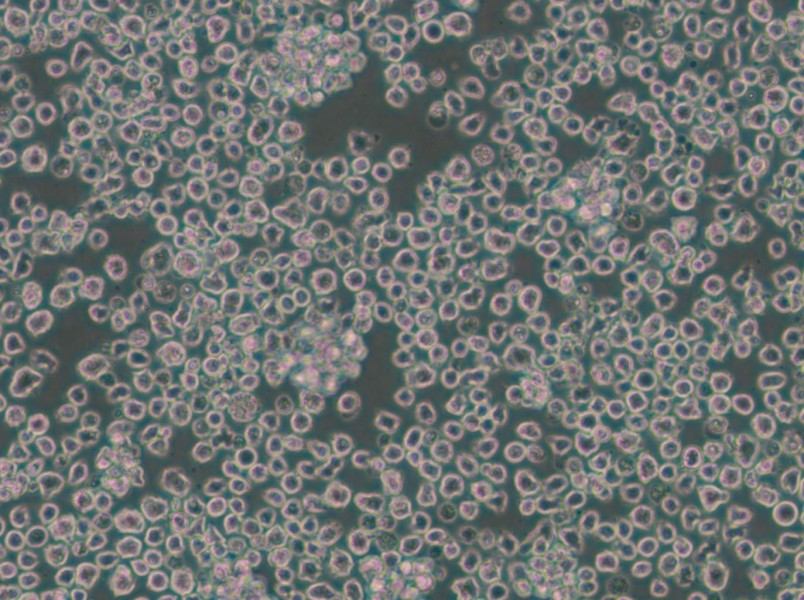 EL4 Cell Complete Medium - 5