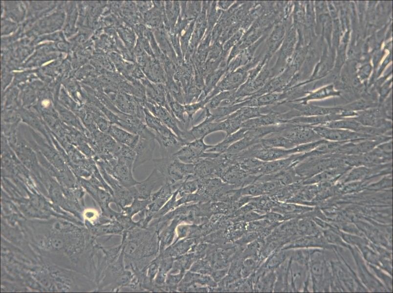 hTERT-HPNE Cell Complete Medium - small - 5