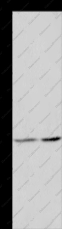 ASF1A Polyclonal Antibody - 1