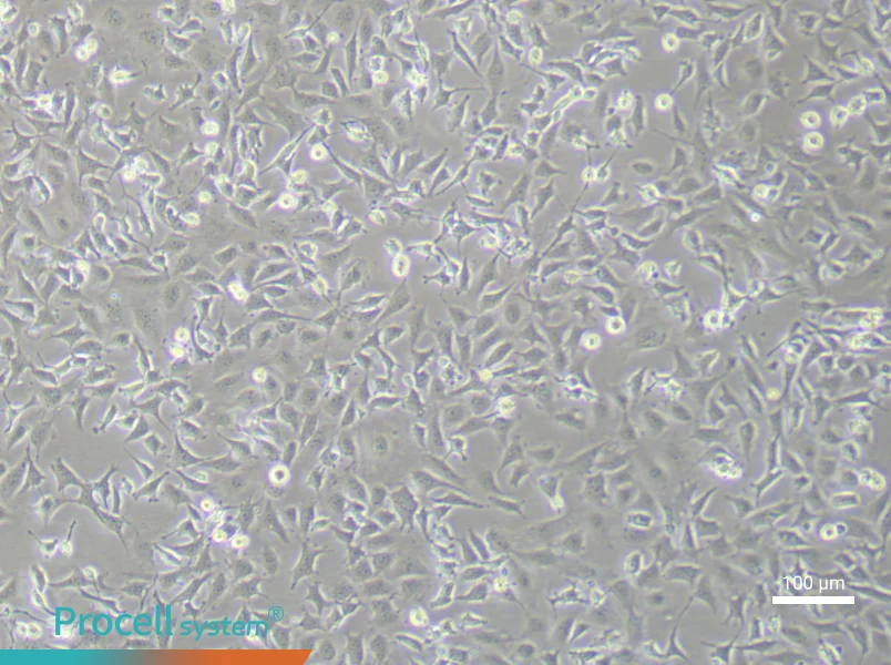 Mouse Aortic Endothelial (Primary cell immortalization) Cell Complete MediumMouse Aortic Endothelial (Primary cell immortalization) Cell Complete Medium - 1