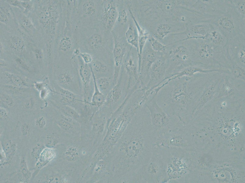 SRA01/04 Cell Complete Medium - 6